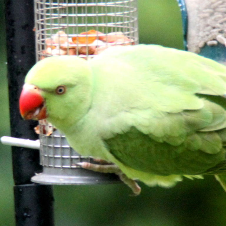 Lipstick Parakeet