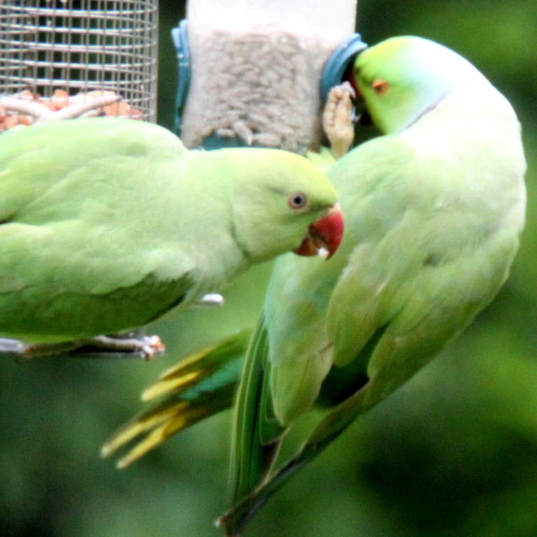 Ring-necked Parakeets