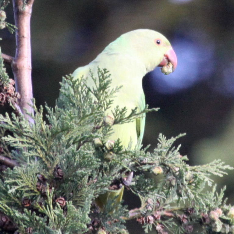 Ring-necked Parakeet