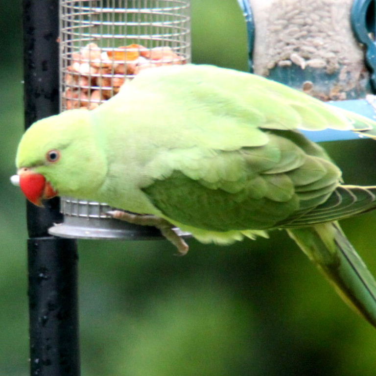 Ring-necked Parakeet