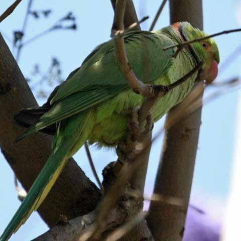 Ringnecked Parakeet