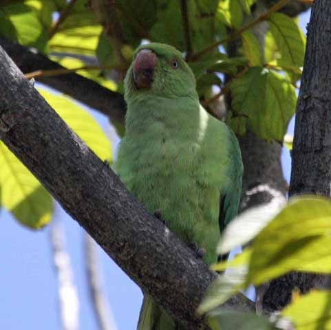 Ringneck Parakeet