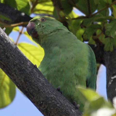 Ringnecked Parakeet