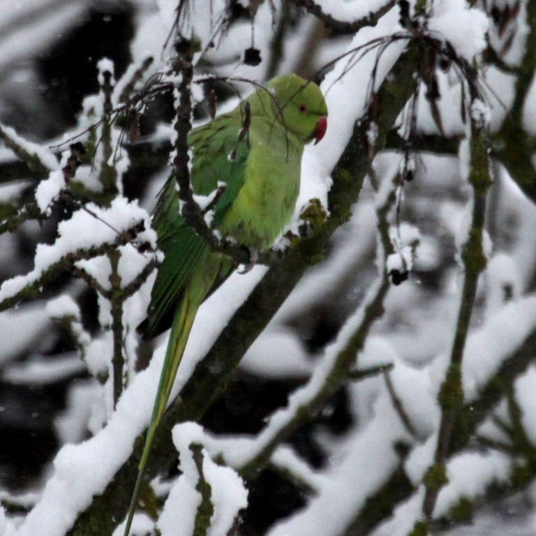 Parakeet in snow
