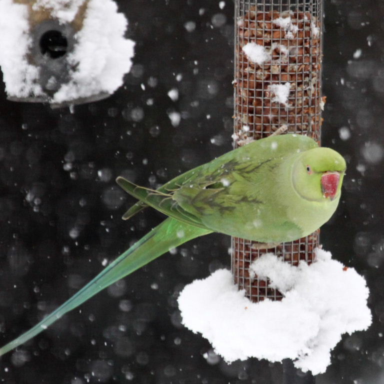 Ringnecked Parakeet in the snow