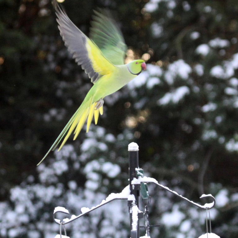 Ringnecked Parakeet in the snow