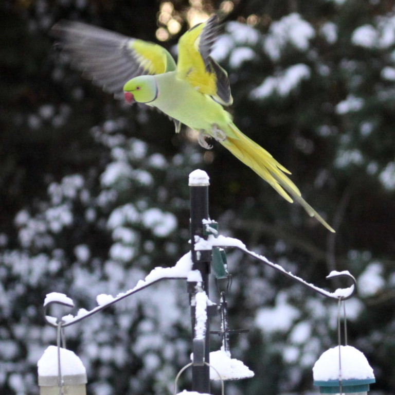 Ringnecked Parakeets in the snow