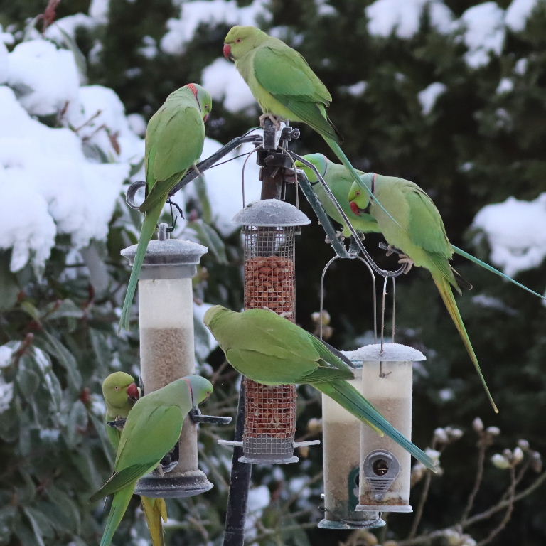 Ringnecked Parakeets in the snow