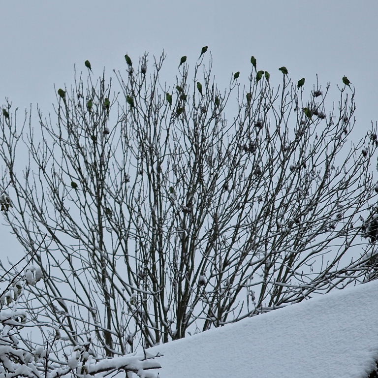 Ringnecked Parakeets in the snow