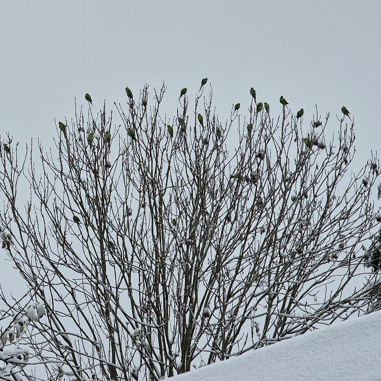 Ringnecked Parakeets in the snow