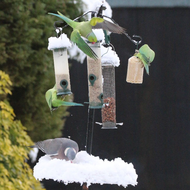 Ringnecked Parakeets in the snow