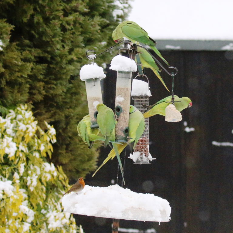 Ringnecked Parakeets and robin in the snow