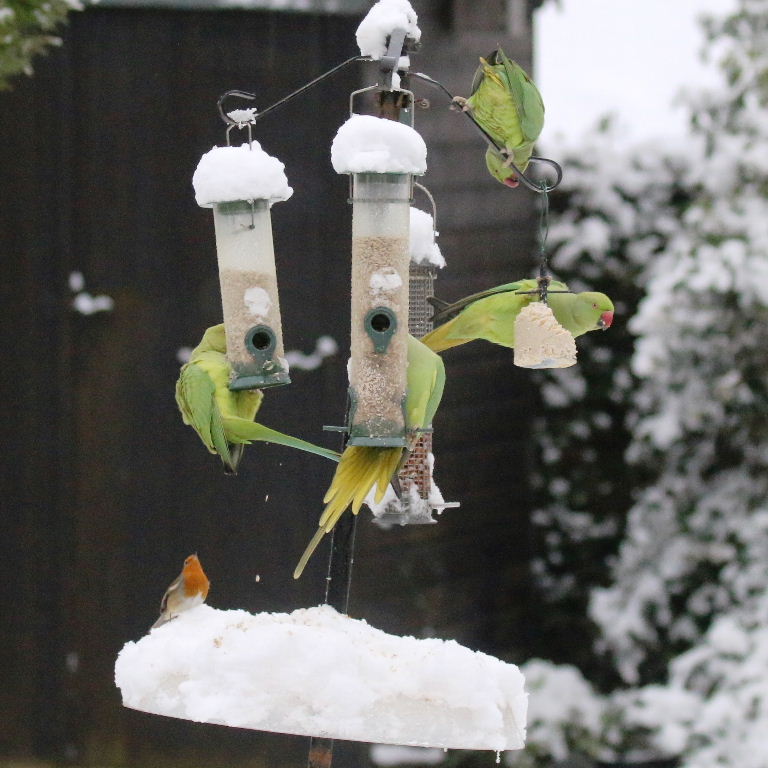 Ringnecked Parakeets and robin in the snow