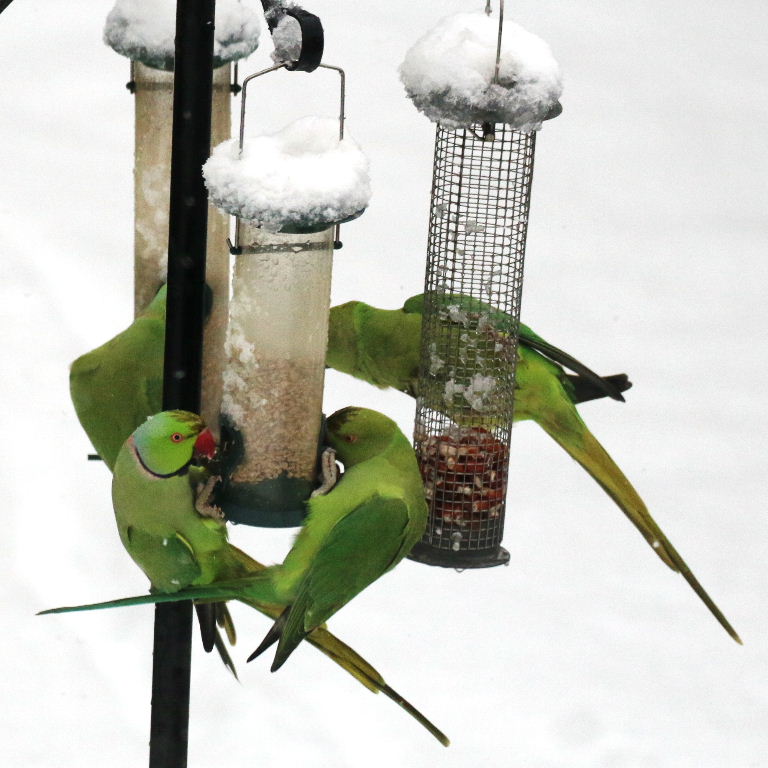 Ringnecked Parakeets in the snow