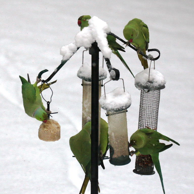 Ringnecked Parakeets in the snow