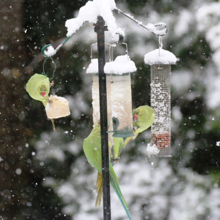 Ringnecked Parakeets in the snow