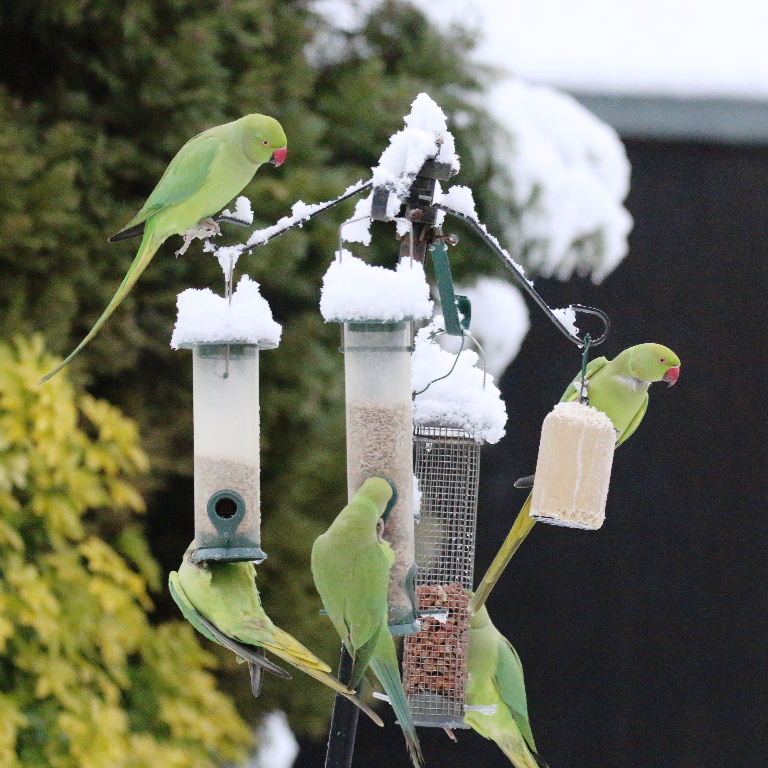 Ringnecked Parakeets in the snow