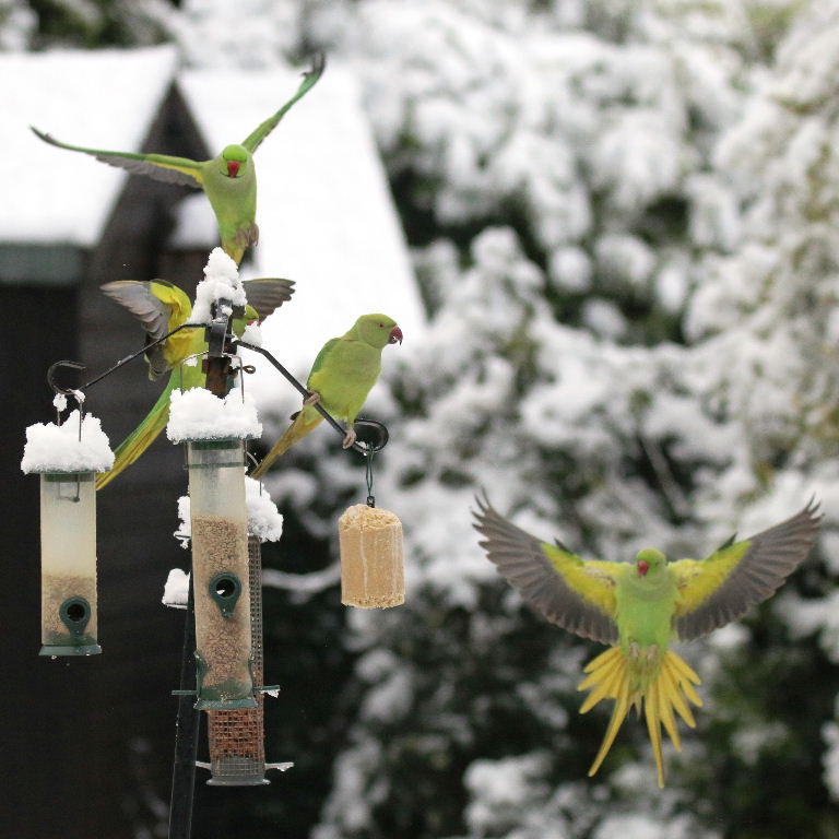 Ringnecked Parakeets in the snow
