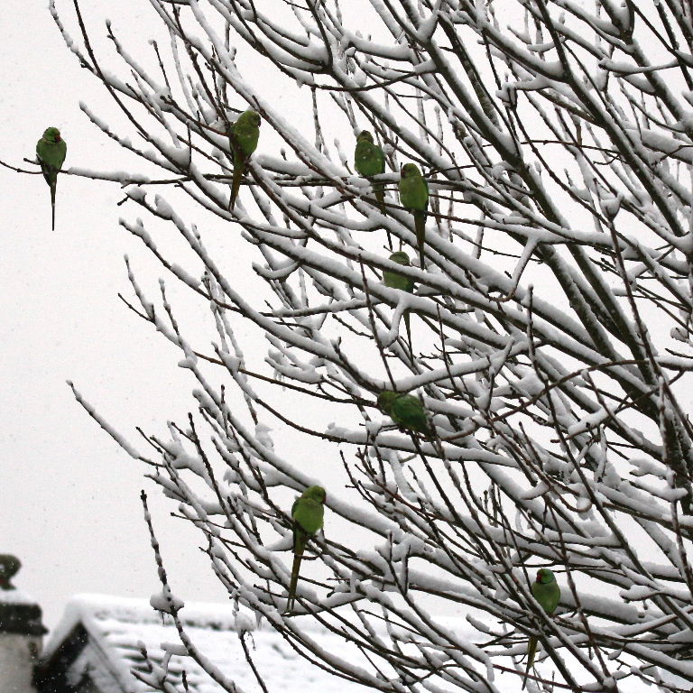 Ringnecked Parakeets in the snow