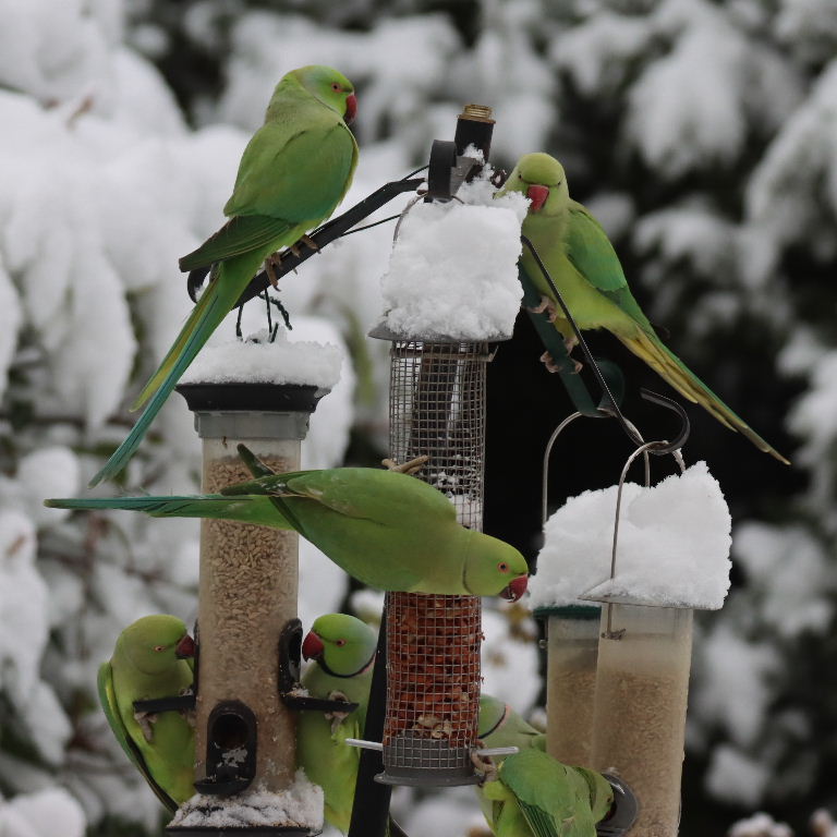 Ringnecked Parakeets in the snow