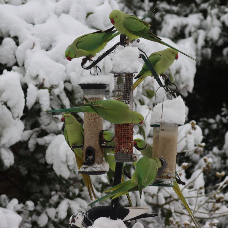 Ringnecked Parakeets in the snow