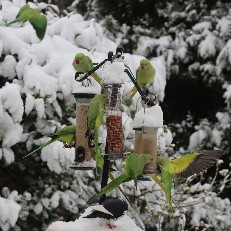 Ringnecked Parakeets in the snow
