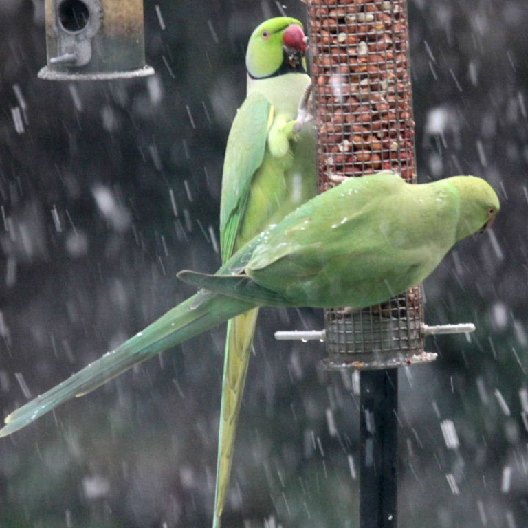 Ringnecked Parakeet in the snow