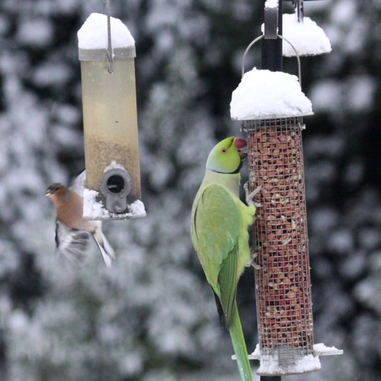 Ringnecked Parakeet in the snow
