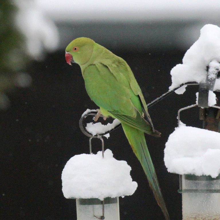 Ringnecked Parakeet in the snow