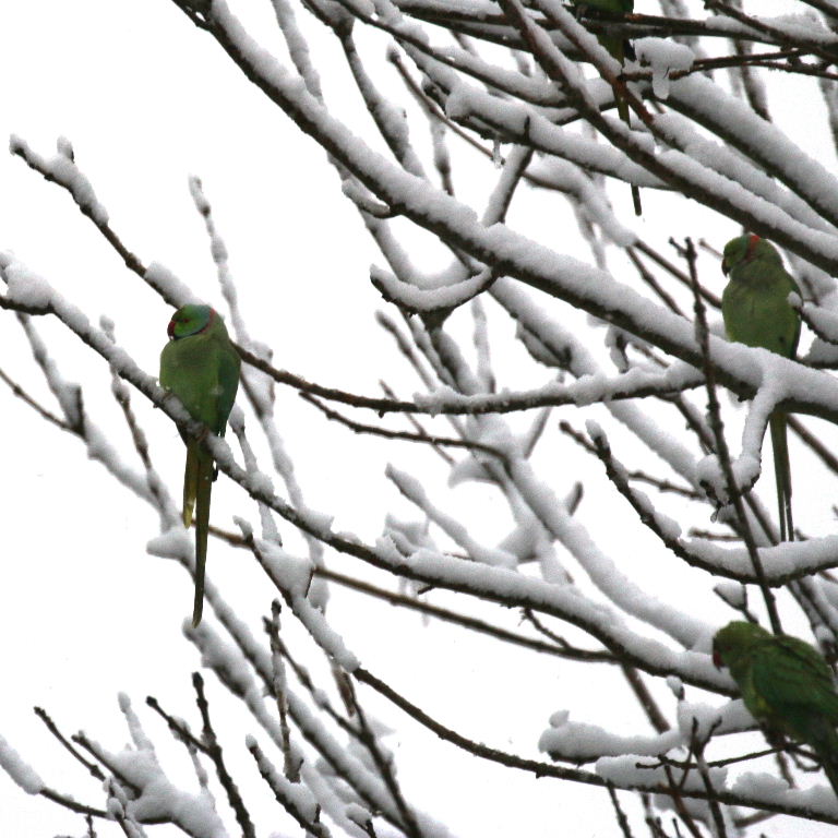 Ringnecked Parakeet in the snow