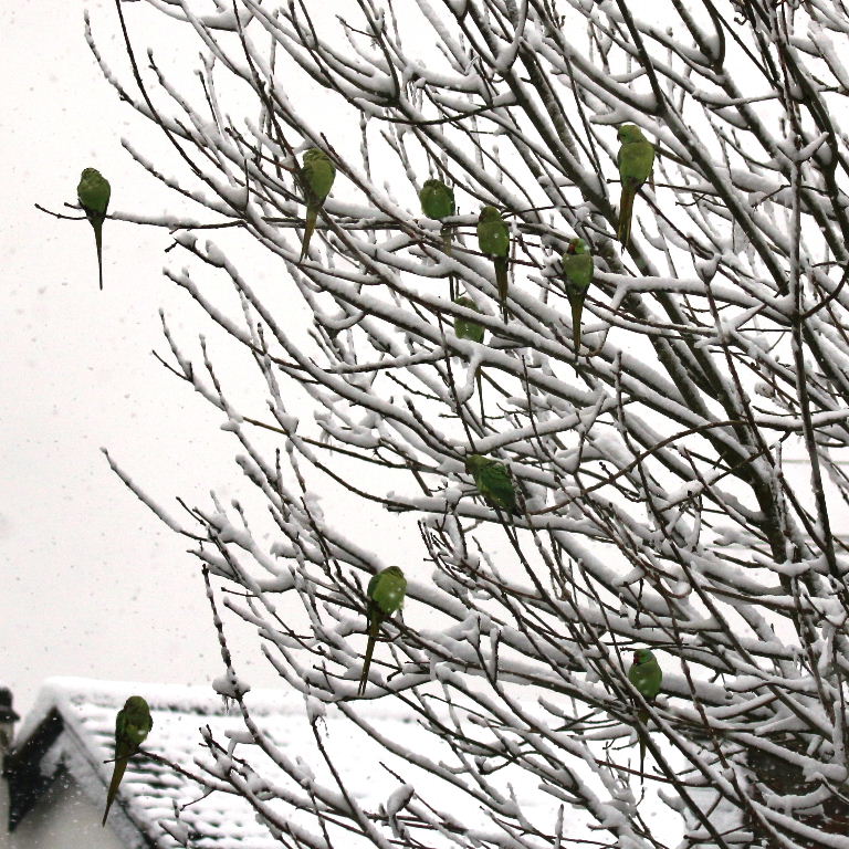 Ringnecked Parakeets in the snow