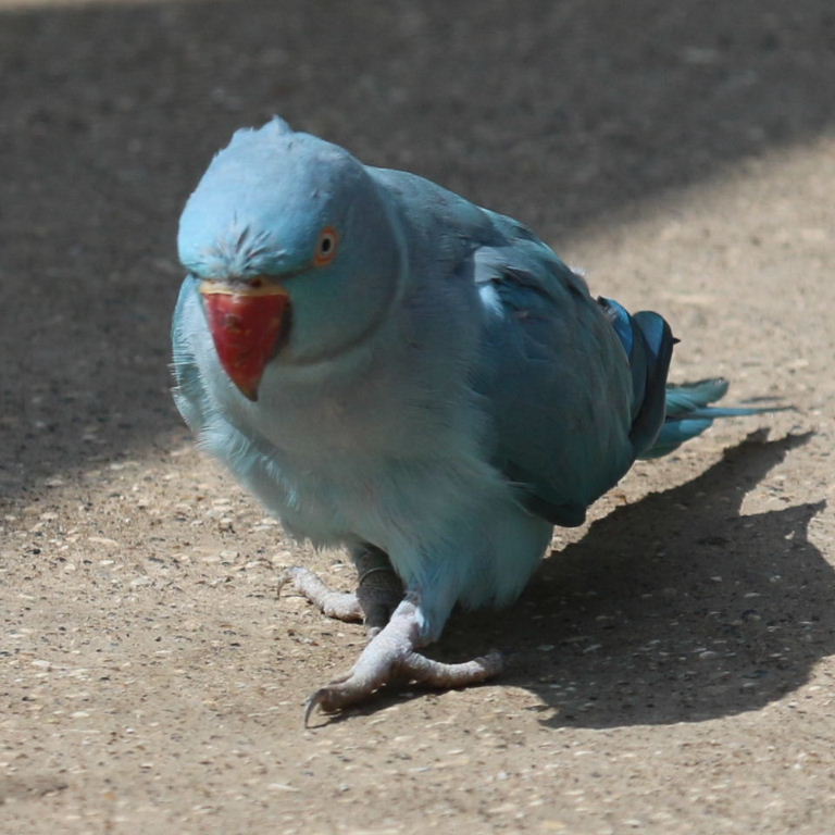 blue Ringnecked Parakeet