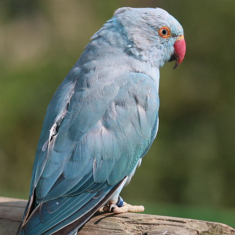 blue Ringnecked Parakeet female