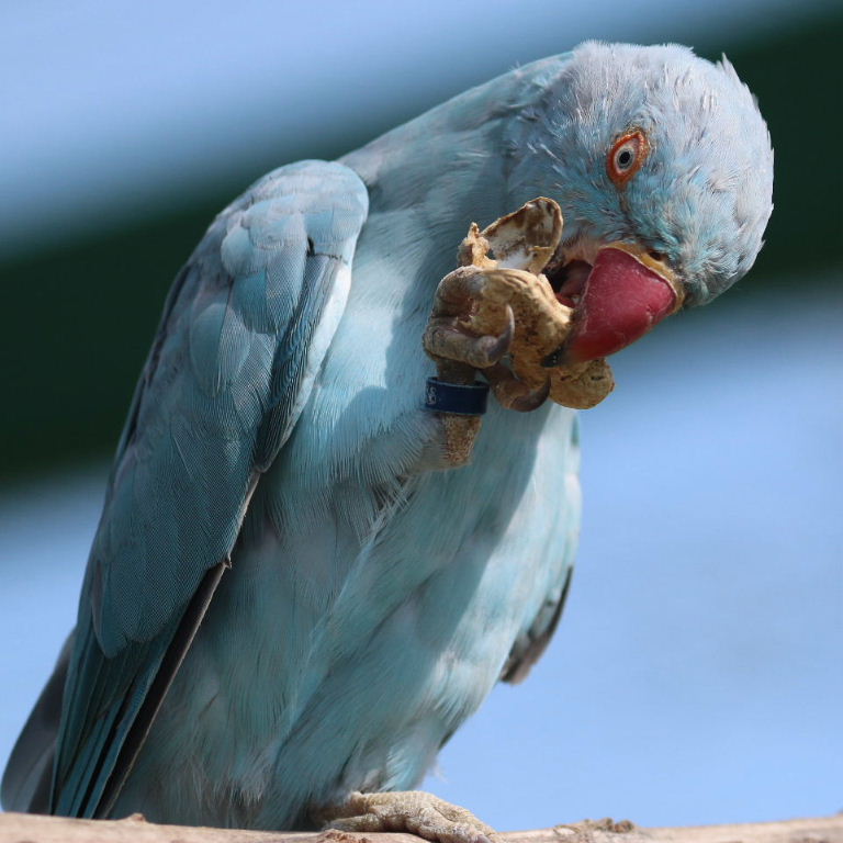 blue Ringnecked Parakeet female