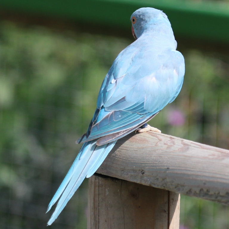 blue Ringnecked Parakeet in flight