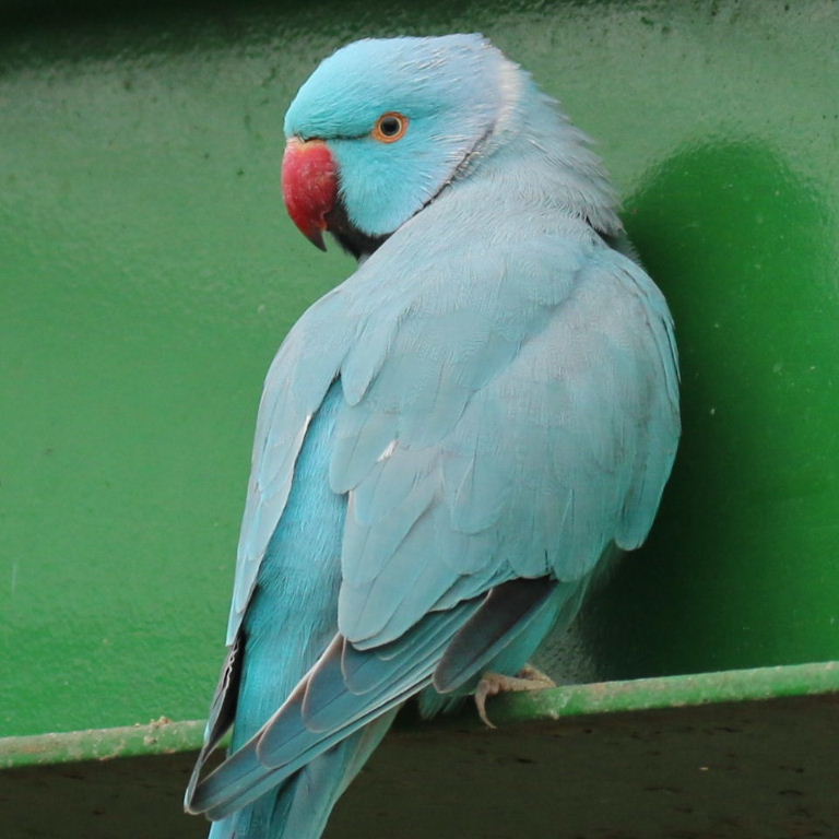 blue Ringnecked Parakeet