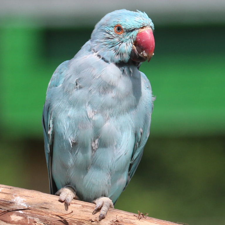 blue Ringnecked Parakeet