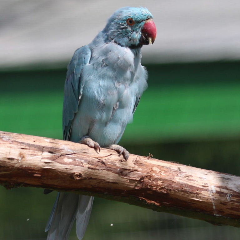 blue Ringnecked Parakeet