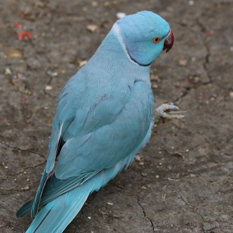 blue Ringnecked Parakeet female