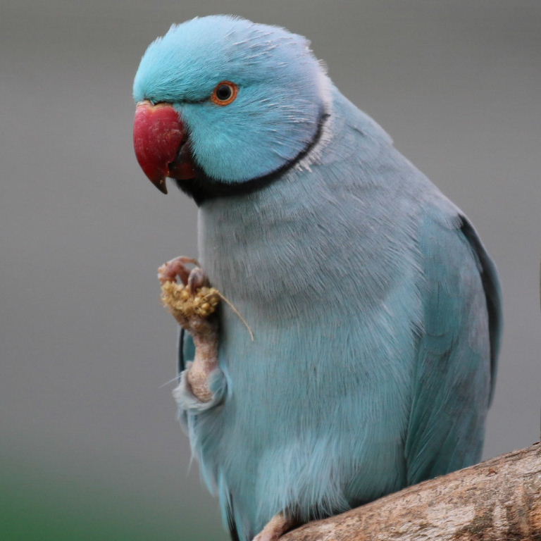 blue Ringnecked Parakeet