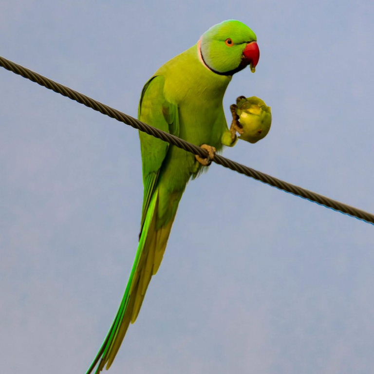 Ringnecked Parakeet bowler