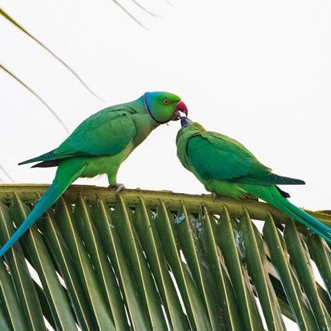 Ringnecked Parakeets
