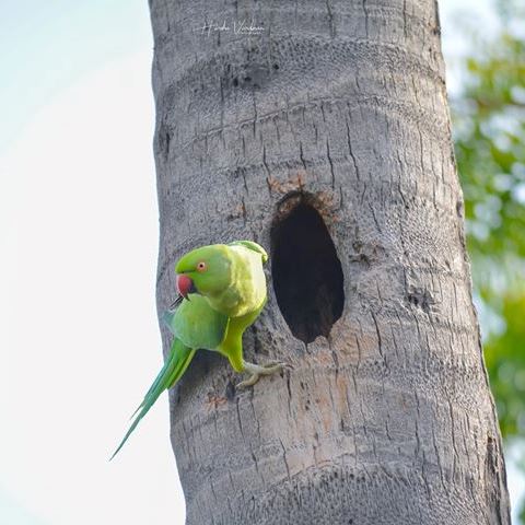 Ringnecked Parakeet nesting hole