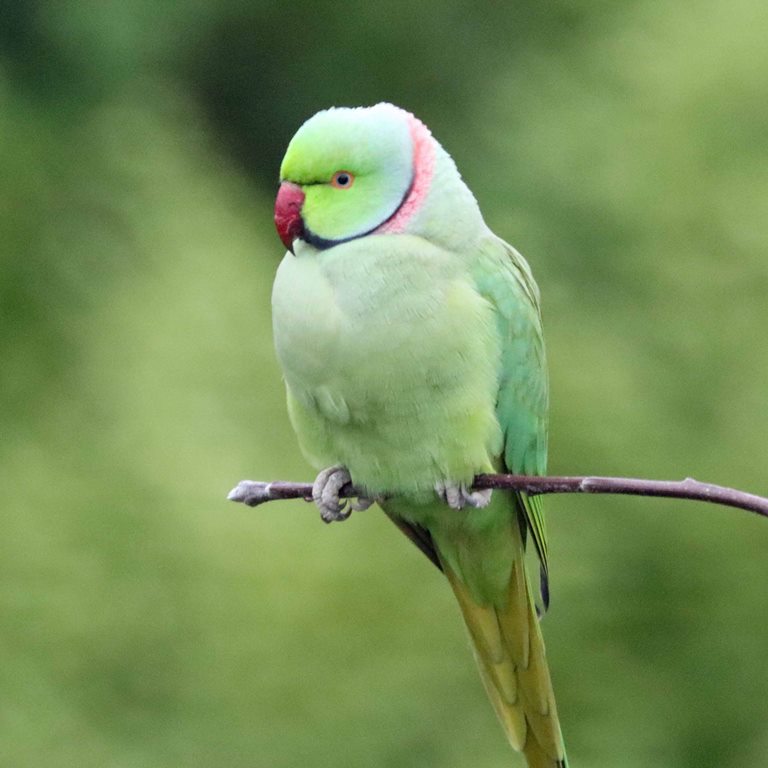 Ring-necked Parakeet male