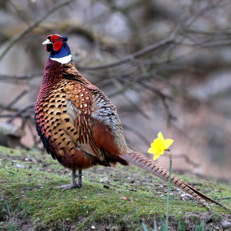 Pheasant with daffodil