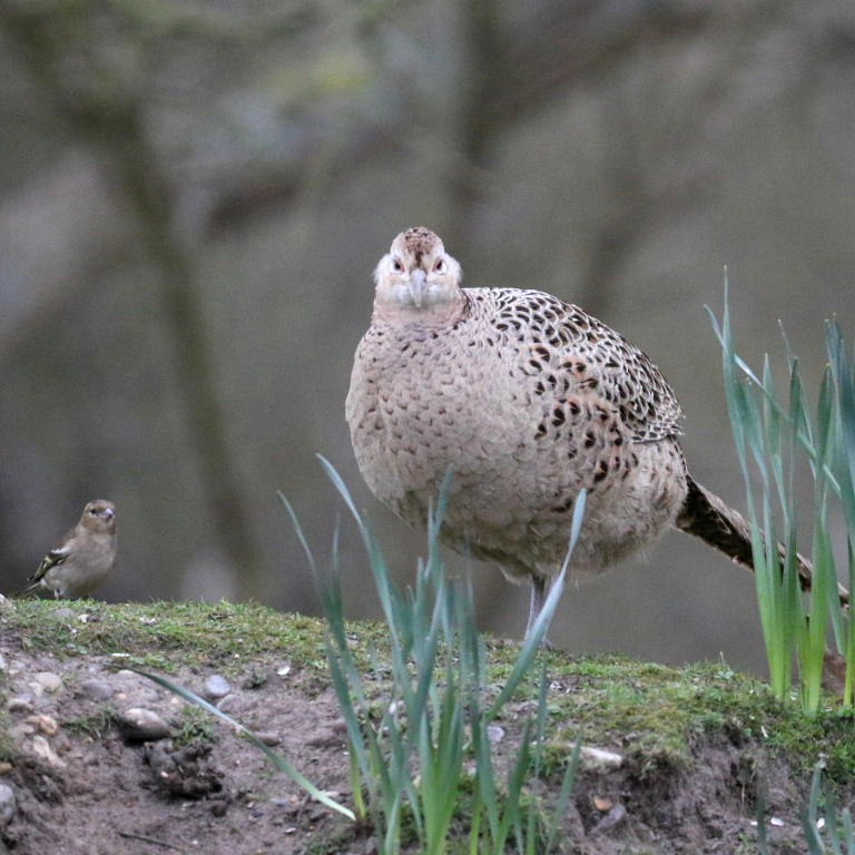 Pheasant with female chaffinch