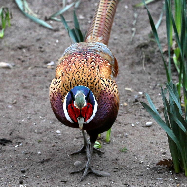 Pheasant head-on