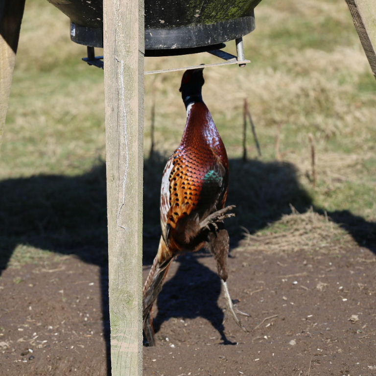 Pheasant jumping to release seeds from hopper