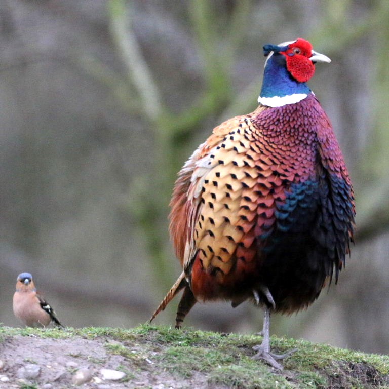 Pheasant with male chaffinch