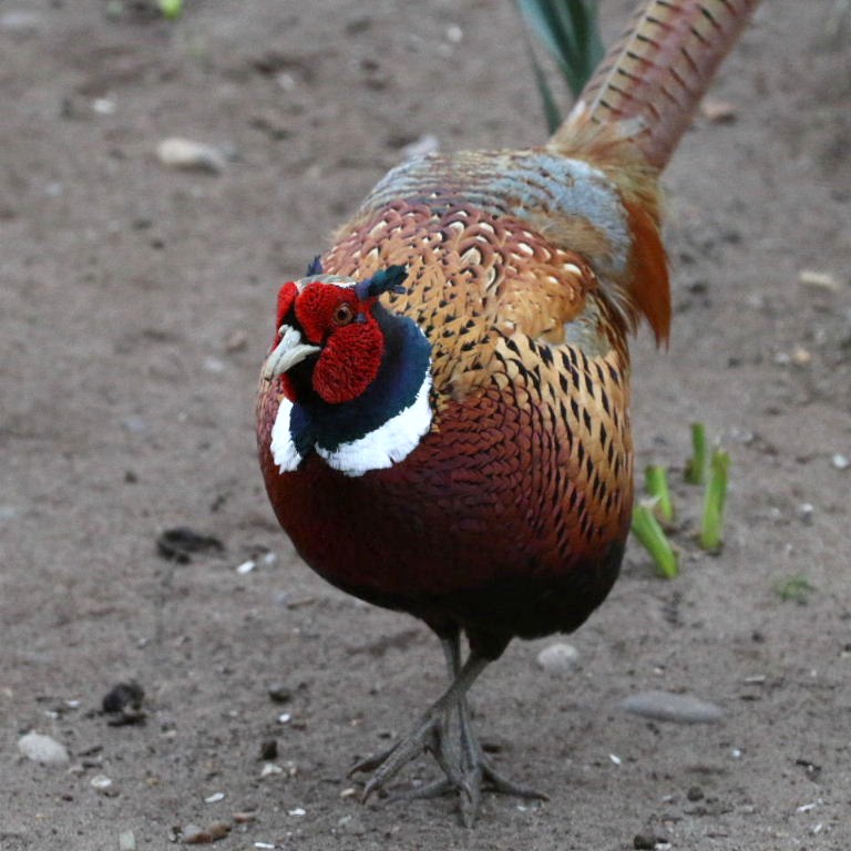 Pheasant